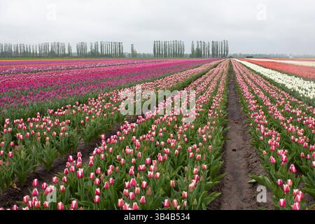 Molti tulipani varietali colorati nei campi in primavera. I tulipani sono coltivati in filari per varietà. Tulipani fioriti. Foto Stock