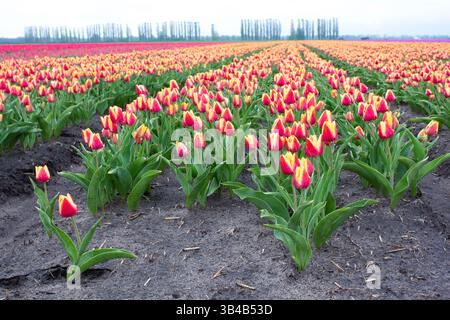 Molti tulipani varietali colorati nei campi in primavera. I tulipani sono coltivati in filari per varietà. Tulipani fioriti. Fiori rossi con bordo giallo. Foto Stock