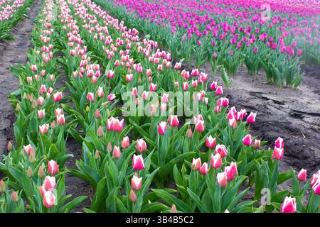 Molti tulipani varietali colorati nei campi in primavera. I tulipani sono coltivati in filari per varietà. Tulipani fioriti. Foto Stock