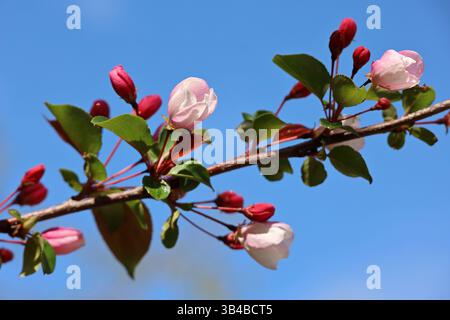 La mela fiorisce nel giardino primaverile sullo sfondo blu del cielo. Fiori rosa e insetti rossi su un ramo Foto Stock