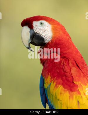 L'ara scarlatta (Ara macao) chiamata anche l'ara rossa e gialla, l'ara rossa e blu o l'ara rossa Foto Stock