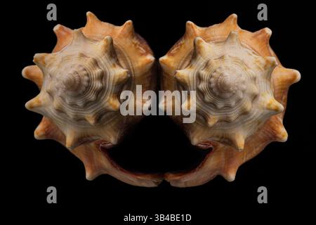 Immagine speculare riflessione Sea Shell su superficie nera Foto Stock