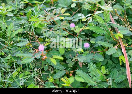 Immagini della Mimosa pudica della pianta della vergogna Foto Stock