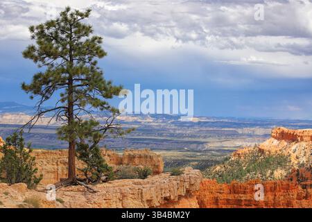 Pino solitario aggrappato alla scogliera del Bryce Canyon National Park, Utah, USA, con altopiano stratificato e un cielo spettacolare sullo sfondo. Foto Stock