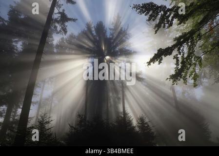 Il sole splende tra gli alberi. In una mattinata nebbiosa in una foresta nell'alta austria, austria, europa Foto Stock
