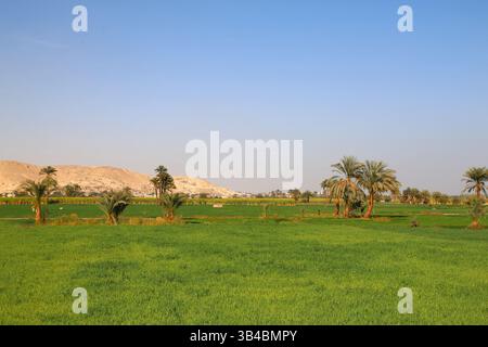 Verdi campi agricoli con palme lungo la valle del Nilo, in Egitto, in contrasto con le colline desertiche sotto il cielo azzurro e il tradizionale paesaggio rurale. Foto Stock