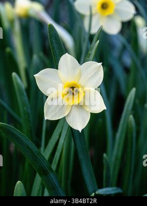 Primo piano di un singolo fiore di Narciso "Minnow" Foto Stock