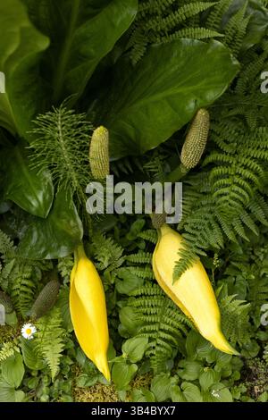 Lysichiton americanus - cavolo skunk occidentale, vicino a felci e margherite, a Coos Bay, Oregon. Foto Stock