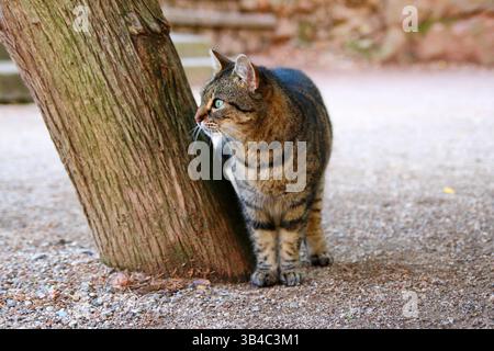 Primo piano di un gatto tabby europeo con occhi verdi in piedi accanto a un albero su un sentiero di ghiaia, guardando nella telecamera con un'espressione calma. Foto Stock