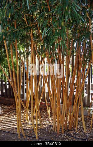 Benalmadena in Spagna: Bambù nel Parque de la Paloma Foto Stock