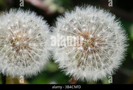 Dandelion Taraxacum officinale, teste di semi di orologio bianco e soffice esterno con gambi di semi castani che si staccano quando soffiati per allontanarsi dai venti verso nuovi terreni Foto Stock