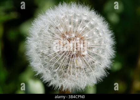 Dandelion Taraxacum officinale, teste di semi di orologio bianco e soffice esterno con gambi di semi castani che si staccano quando soffiati per allontanarsi dai venti verso nuovi terreni Foto Stock