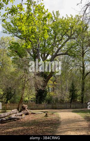 Il Knightwood Oak, uno degli alberi più antichi della New Forest. Hampshire, Inghilterra Regno Unito Foto Stock