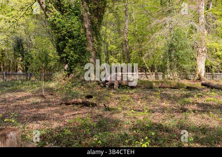 Il Knightwood Oak, uno degli alberi più antichi della New Forest. Hampshire, Inghilterra Regno Unito Foto Stock
