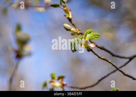 Foglie primaverili del castagno comune (Aesculus hippocastanum). Bocciolo appiccicoso di ippocastano con foglie piegate che si dispiegano, molla. Foto Stock
