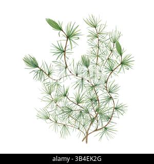 Striscione orizzontale senza cuciture in colore acquerello European Larch Branches. Ramoscello di pino di Natale con aghi. Conifere sempreverdi per tema invernale, Natale Foto Stock