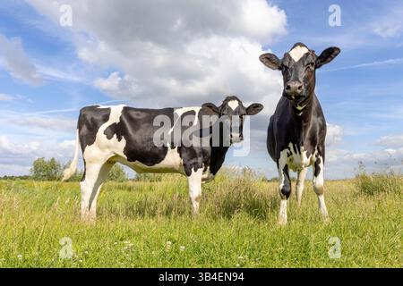 2 mucche bianche e nere, in piedi a tutta lunghezza, nei Paesi Bassi, friesiana holstein in un campo verde e un cielo blu, orizzonte sulla terra Foto Stock
