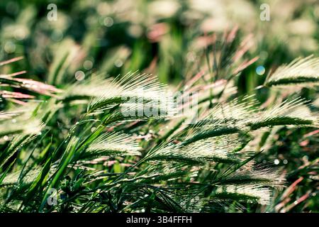 Primo piano di erba verde fresca che risplende con rugiada mattutina, creando una tranquilla scena naturale. Navarra, Spagna Foto Stock