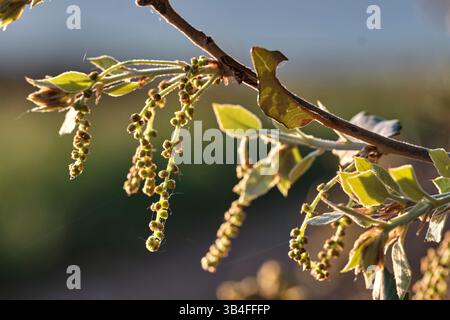 Nuove foglie di quercia e fiori di gattino illuminati dal sole che tramonta in primavera. Navarra, spagna Foto Stock