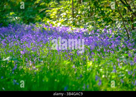 Londra, Regno Unito. 30 aprile 2025. I campanelli fioriscono nella Isabella Plantation, Richmond Park, mentre la mini ondata di caldo colpisce il Regno Unito. Le temperature sono impostate per raggiungere i 27 gradi celsius prima di immergersi nel fine settimana e tornare agli alti ragazzi la prossima settimana. Credito: Fotografia dell'undicesima ora/Alamy Live News Foto Stock
