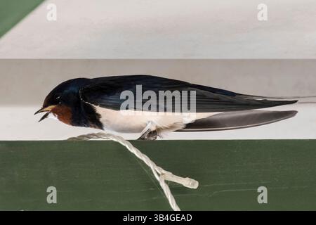 Un fienile appena arrivato, Hirundo rustica, arroccato su una trave in un edificio del Norfolk dopo la migrazione nel Regno Unito per l'estate. Foto Stock