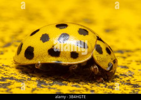 Uccello coccinello a 22 punti (Psyllobora vigintiduopunctata) su superficie gialla, Dompierre-sur-Besbre, Francia. Foto Stock