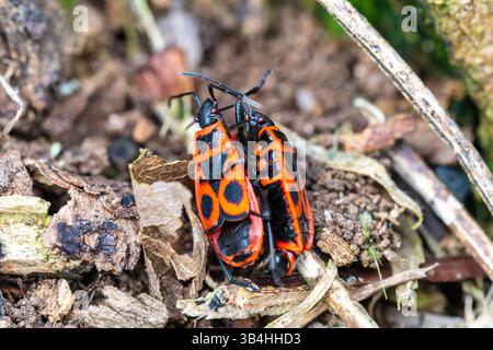 Insetto (Pyrrhocoris apterus) che cammina sulla corteccia degli alberi, Dompierre-sur-Besbre, Francia. Foto Stock