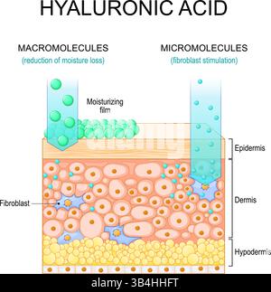 Acido ialuronico. Penetrazione nella pelle di molecole basse e alte. Macromolecole per la riduzione della perdita di umidità, micromolecole per stimoli fibroblasti Illustrazione Vettoriale