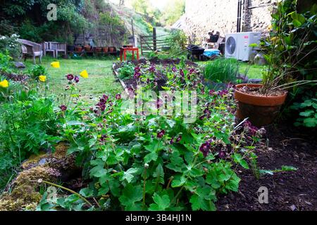 Il phaeum viola perenne fiorisce in primavera aprile piccolo giardino sul retro con pompa di calore a base d'aria nel Carmarthenshire Galles Regno Unito 2025 Gran Bretagna KATHY DEWITT Foto Stock