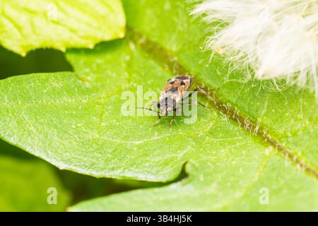 Rhyparochromus vulgaris bug (Lygaeidae) appoggiato su una foglia verde, Dompierre-sur-Besbre, Francia. Foto Stock