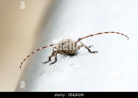 Crociera saltata (Salticidae sp.) vista in macro primo piano su una superficie verde, che mostra occhi dettagliati e corpo testurizzato, predatore di insetti in natura. Foto Stock