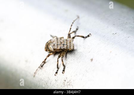 Crociera saltata (Salticidae sp.) vista in macro primo piano su una superficie verde, che mostra occhi dettagliati e corpo testurizzato, predatore di insetti in natura. Foto Stock
