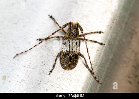 Crociera saltata (Salticidae sp.) vista in macro primo piano su una superficie verde, che mostra occhi dettagliati e corpo testurizzato, predatore di insetti in natura. Foto Stock