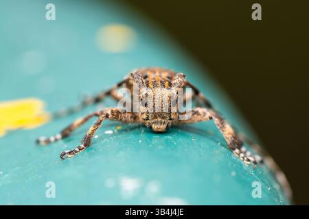 Crociera saltata (Salticidae sp.) vista in macro primo piano su una superficie verde, che mostra occhi dettagliati e corpo testurizzato, predatore di insetti in natura. Foto Stock