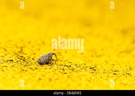 Weevil (famiglia Curculionidae) che cammina su una superficie gialla brillante, vista ravvicinata che mette in evidenza il corpo testurizzato e il muso allungato. Foto Stock