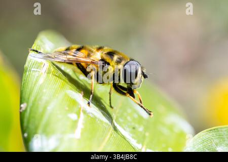 I Syrphidae non identificati volano che si puliscono su una foglia verde. La macro in primo piano rivela dettagli complessi del suo corpo e del suo comportamento di pulizia. Foto Stock