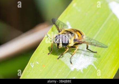 I Syrphidae non identificati volano che si puliscono su una foglia verde. La macro in primo piano rivela dettagli complessi del suo corpo e del suo comportamento di pulizia. Foto Stock