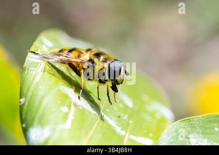 I Syrphidae non identificati volano che si puliscono su una foglia verde. La macro in primo piano rivela dettagli complessi del suo corpo e del suo comportamento di pulizia. Foto Stock