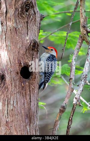 Picchio maschio con panciotto rosso (Melanerpes carolinus) - Green Cay Wetlands, Boynton Beach, Florida, USA Foto Stock