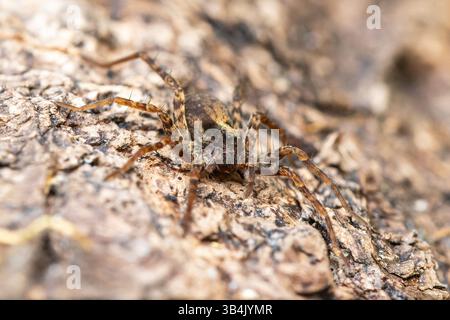 Specifiche Pardosa ragno lupo che poggia su un bosco in una foresta, mimetizzato tra i dintorni naturali nel suo habitat boschivo. Foto Stock