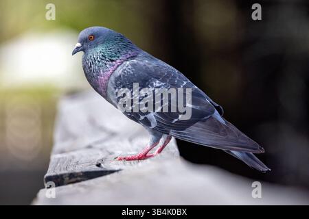 Rock dove (Columba livia) - Green Cay Wetlands, Boynton Beach, Florida, Stati Uniti Foto Stock