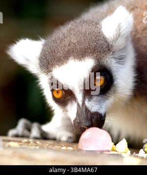 7 agosto 2003 - Gran Bretagna - K32227. SD08/06/2003.CLIMA CALDO - Lemur dalla coda ad anello mangia un lolly di frutta ghiacciata (creato appositamente dai custodi dello zoo), allo Zoo di Londra. JoyMerryweather/ linkUK/(immagine di credito: © Globe Photos/ZUMAPRESS.com) Foto Stock
