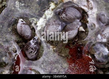 16 marzo 2011 - Calgary, AB, Canada - CALGARY, ALTA.: 16 MARZO, 2011 -- Banff Springs lumache (Physella johnsoni) presso il Cave and Basin National Historic Site nel Banff National Park, Alberta, Canada il 15 marzo 2011. Queste lumache non si trovano in nessun altro posto al mondo e sono in pericolo. (Immagine di credito: © Leah Hennel/Postmedia News/ZUMAPRESS.com) Foto Stock