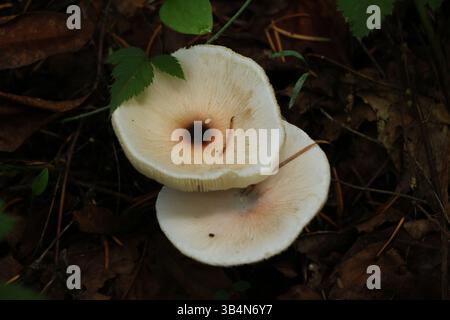 Un'immagine dettagliata di due funghi bianchi che crescono su un terreno scuro della foresta. Girato al Powell Butte Nature Park di Portland, Oregon Foto Stock