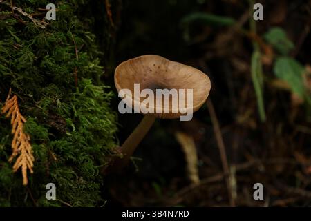 Un primo piano di un piccolo fungo marrone che cresce da un tronco di muschio in una foresta tranquilla. Girato al Powell Butte Nature Park di Portland, Oregon Foto Stock