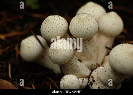 Un macro shot di piccoli funghi bianchi che crescono sul pavimento della foresta. Girato al Powell Butte Nature Park di Portland, Oregon Foto Stock