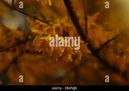 fiori gialli sull'albero ravvicinano la primavera con sfondo sfocato Foto Stock