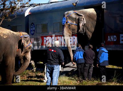 4 gennaio 2010 - Tampa, FL, USA - KERI WIGINTON | Times.TP 316745 WIGI Elephant (01/04/2010 Tampa) gli elefanti asiatici vengono scaricati lunedì 4 gennaio 2010, lungo la Nuccio Parkway vicino alla Union Station prima di marciare attraverso il centro di Tampa sulla strada per il St. Pete Times Forum prima della 140a edizione del Greatest Show on Earth dei Ringling Bros. E Barnum & Bailey Circus. "Sono tutte donne", ha detto Melinda Hartline, portavoce del circo. Perche' le ragazze giocano bene nella sandbox. (Immagine di credito: © St. Petersburg Times/ZUMApress.com) Foto Stock