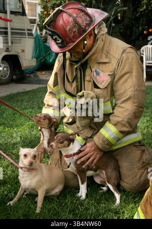 4 gennaio 2010 - San Diego, California, USA - 4 gennaio 2010 - San Diego, CA - San Diego, CALIFORNIA - il Capitano dei Vigili del fuoco di San Diego Mike Johnson conforta i quattro cani Chihuahua salvati dalla casa al 5530 la Jolla Hermosa Avenue a Bird Rock dove una donna anziana è morta in un incendio e un altro occupante è stato mandato in ospedale. L'incendio è stato segnalato alle 8 di lunedì 4 gennaio 2010. Foto di Howard Lipin/San Diego Union-Tribune) foto obbligatoria: HOWARD LIPIN/ San Diego Union-Tribune/ZUMA (immagine di credito: © The San Diego Union-Tribune/ZUMApress.com) Foto Stock