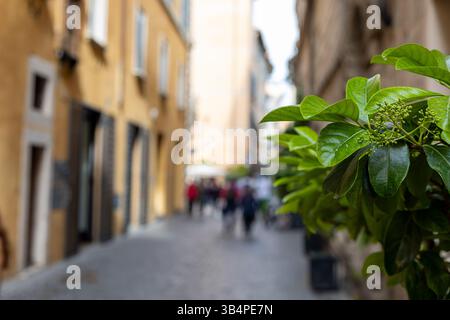 Una strada stretta e vivace presenta una splendida architettura, con persone che camminano piacevolmente e si impegnano in una conversazione sotto il sole luminoso. Verde lussureggiante Foto Stock
